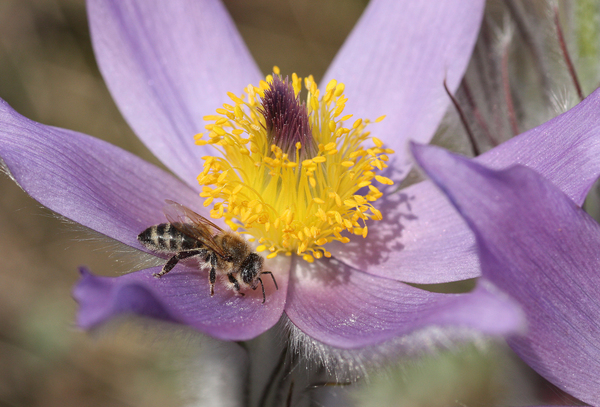 Kökörcsin és méh