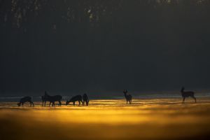 Őz-varázs Őz-varázs