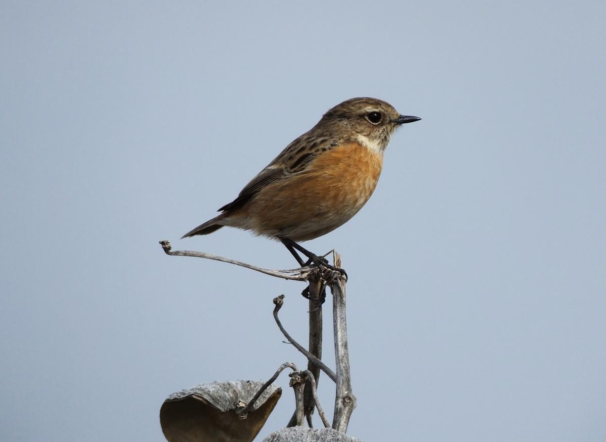 Koncz-Bisztricz Tamás