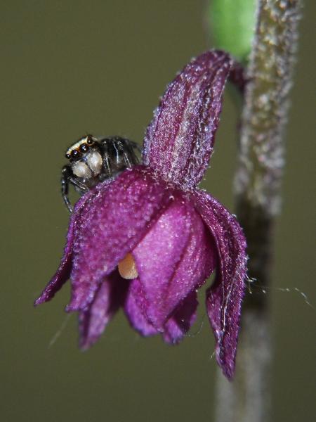 A nőszőfű lakója