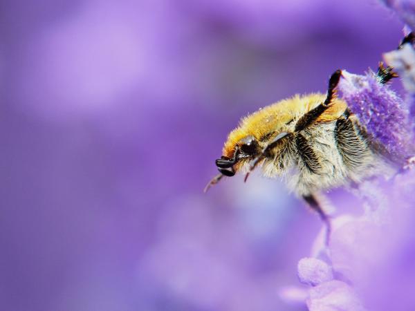 Csongrádi levendulás lakója