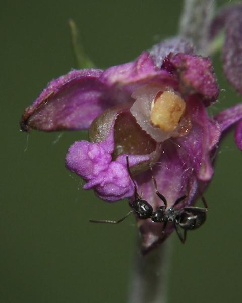 A nőszőfű lakója 2.