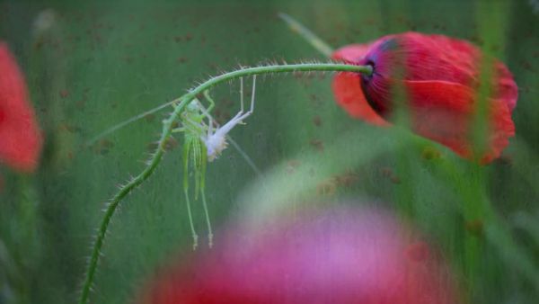 Élet a pipacsok között