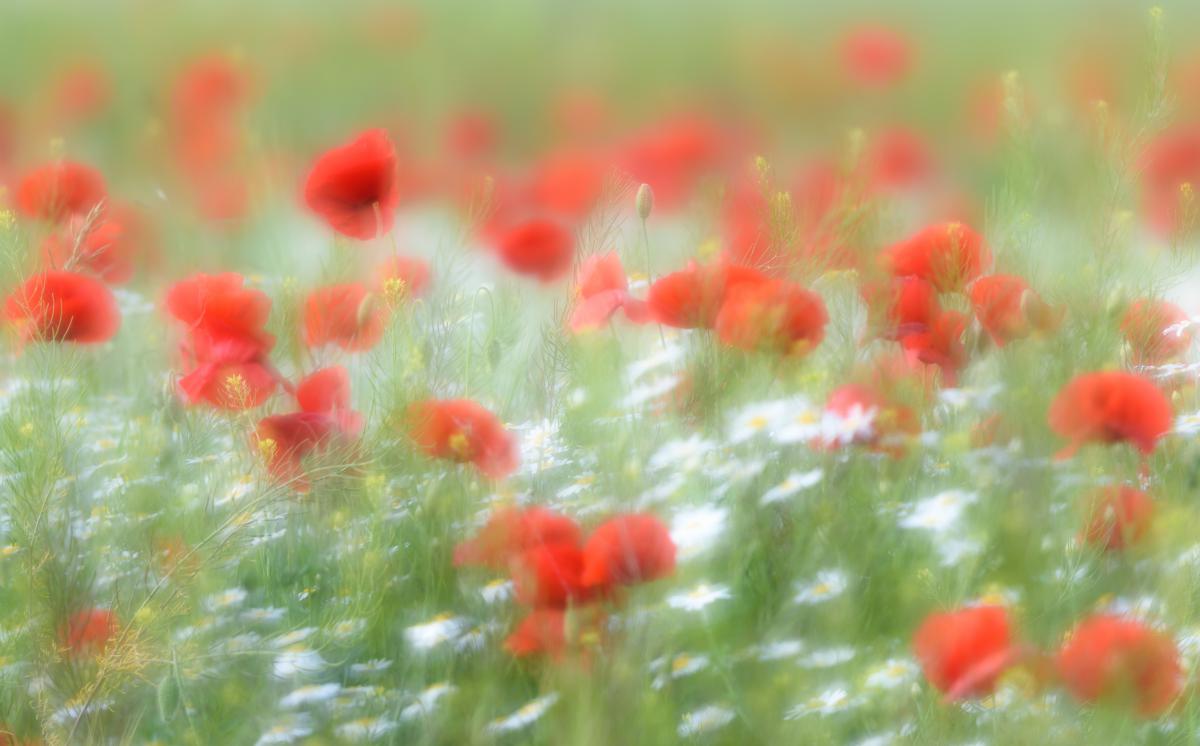 Szakolczai Krisztina