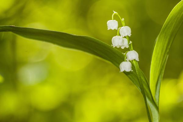 Convallaria majalis