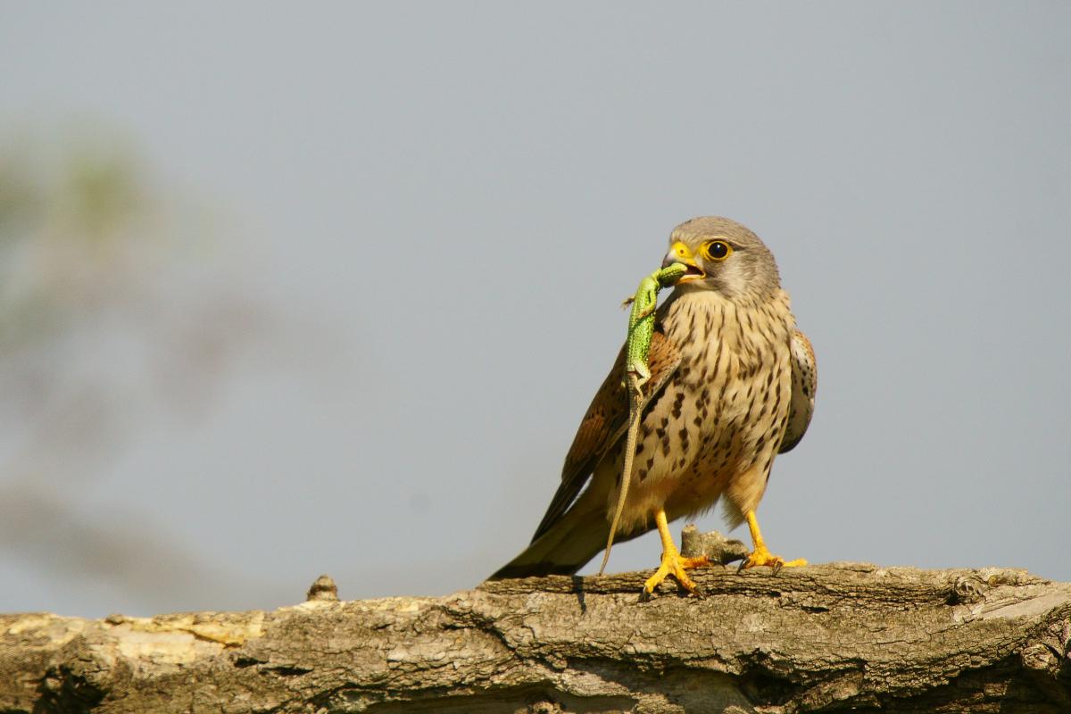 Kalmár Lajos Gábor