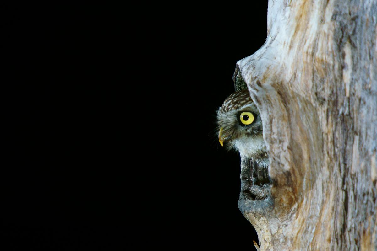 Kalmár Lajos Gábor