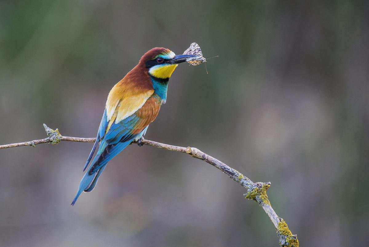 Gaál Zoltán Péter