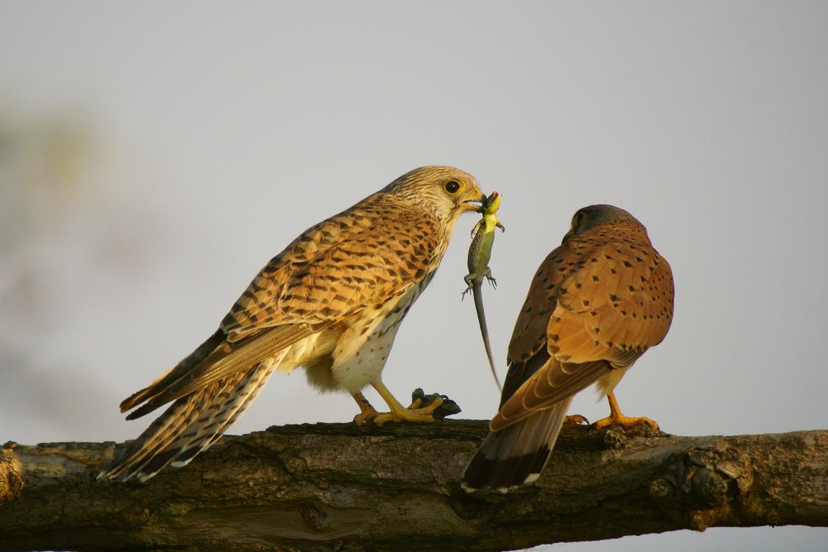 Kalmár Lajos Gábor