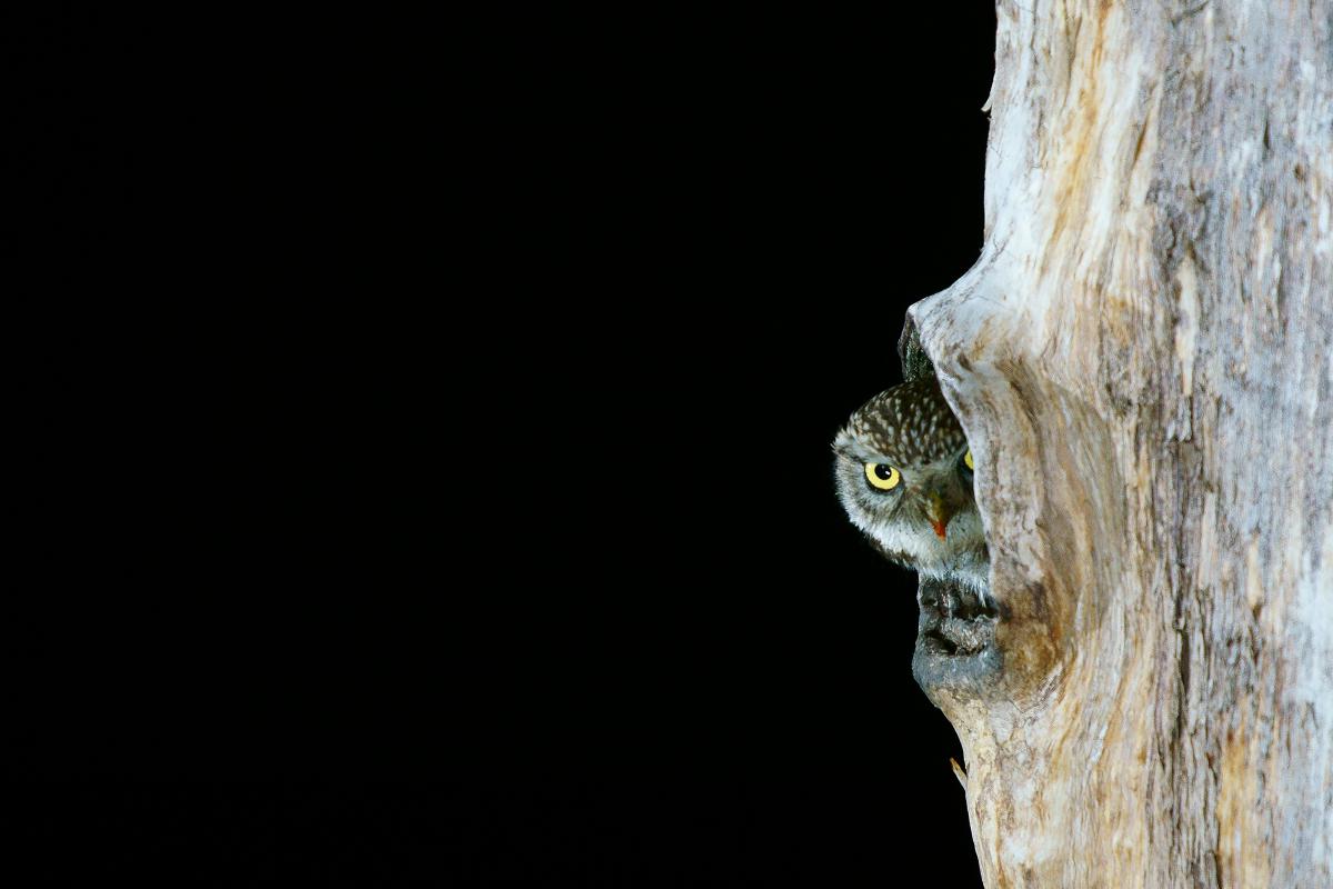 Kalmár Lajos Gábor