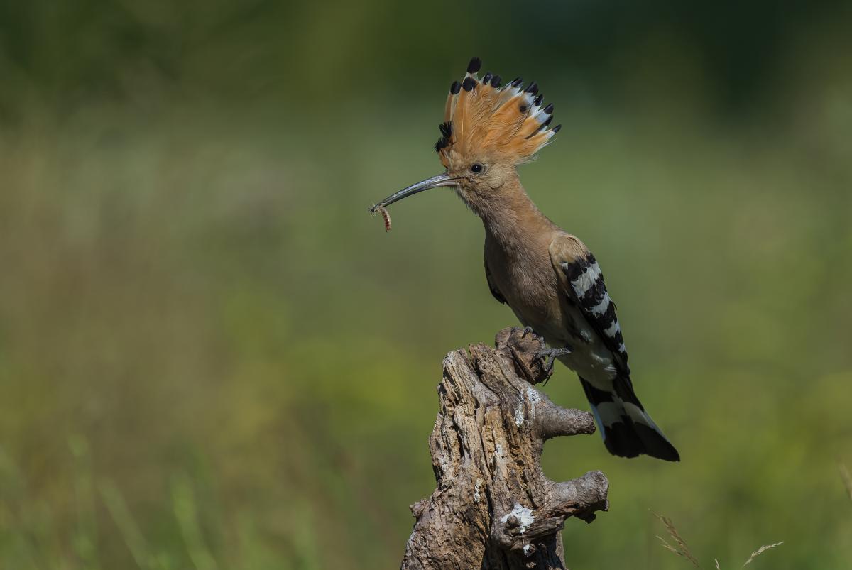 Gaál Zoltán Péter
