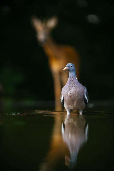 Különös találkozás