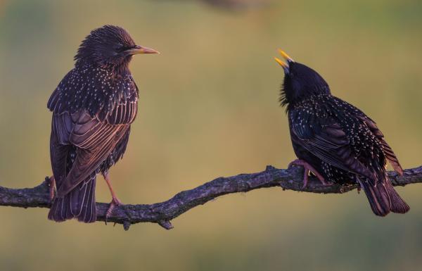 Reggeli megbeszélés
