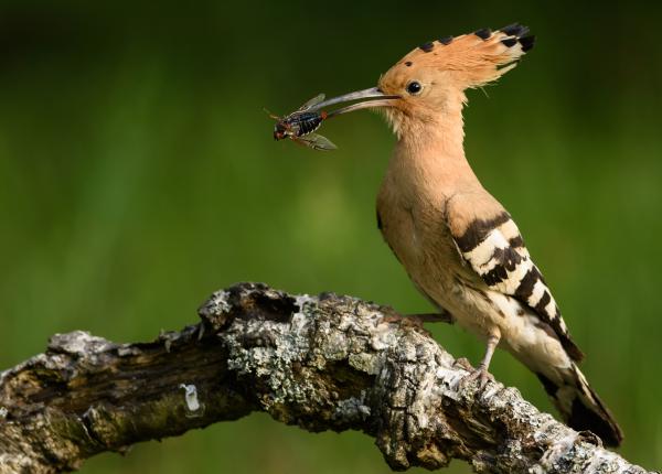 Cserebogár vacsorára