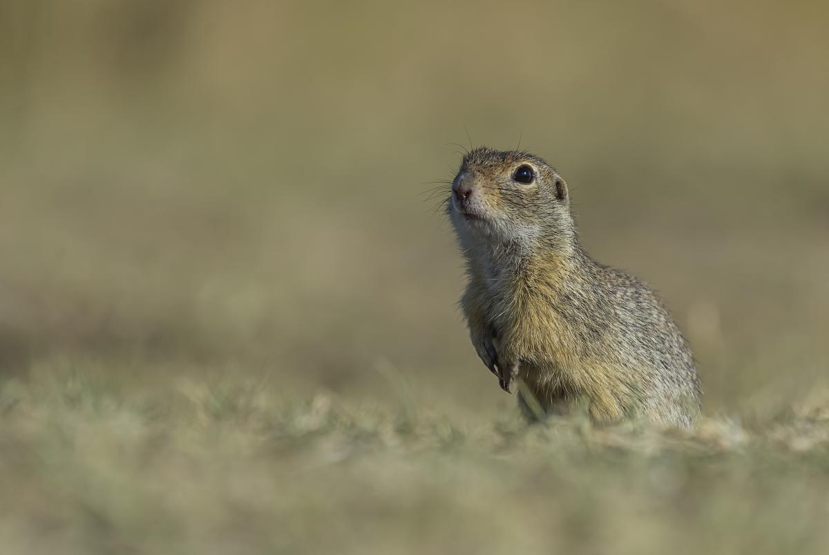 Gaál Zoltán Péter