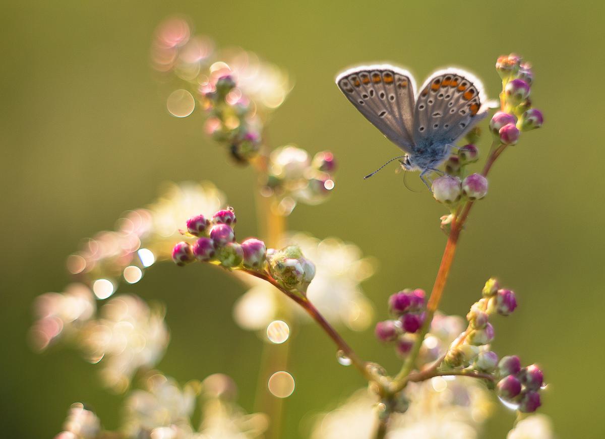 Erdélyiné Csorba Edit