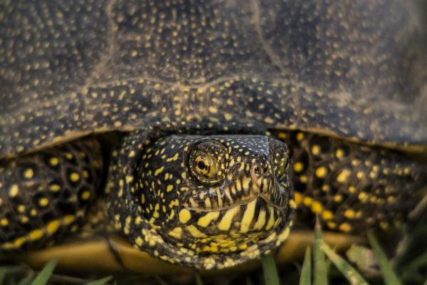 Mocsári teknős portré