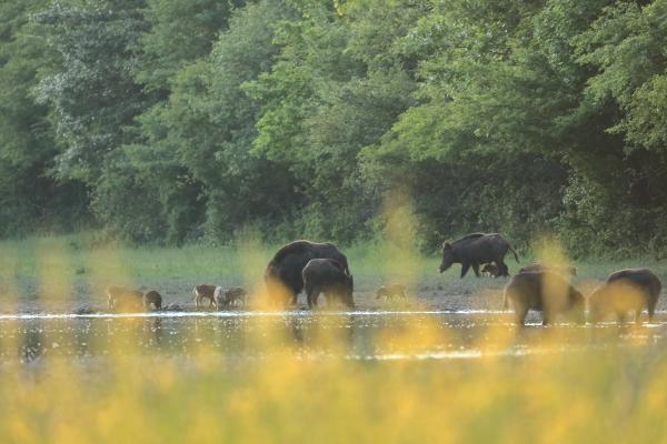 Erdőmélyi leselkedés