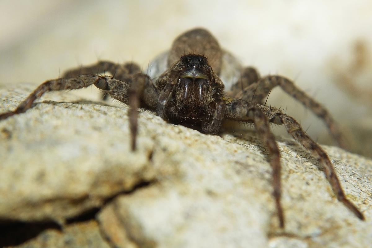 Koncz-Bisztricz Tamás