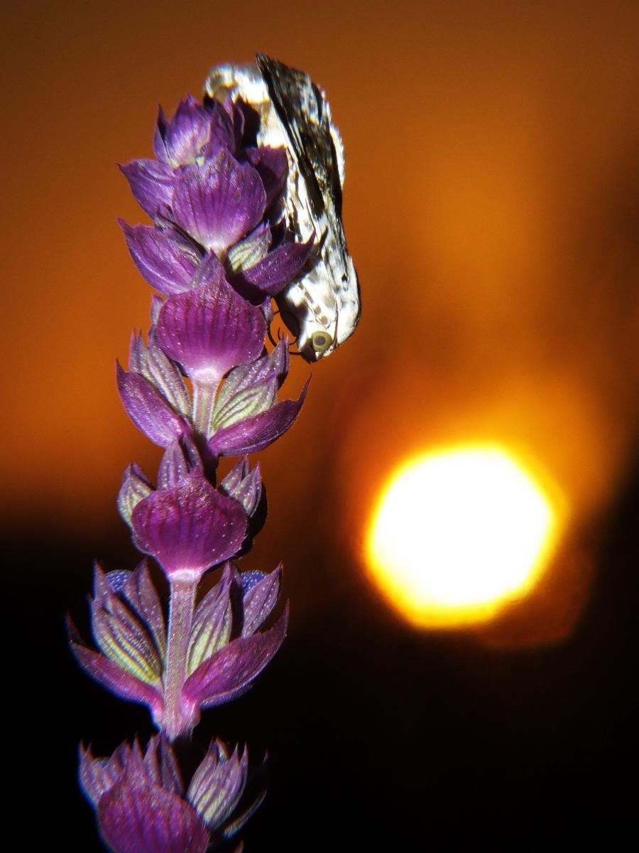 Koncz-Bisztricz Tamás