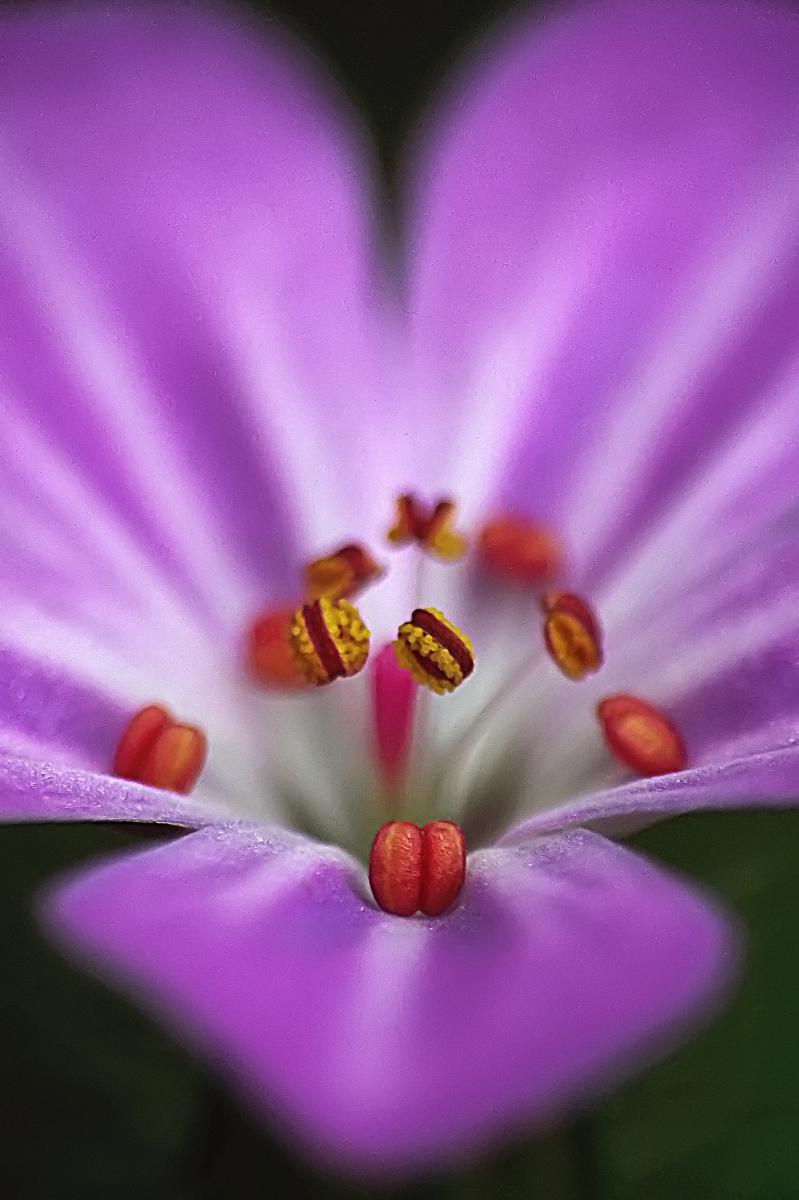 Kovács-Udvari Judit