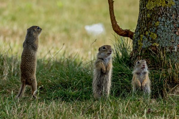 Egy sima, két fordított