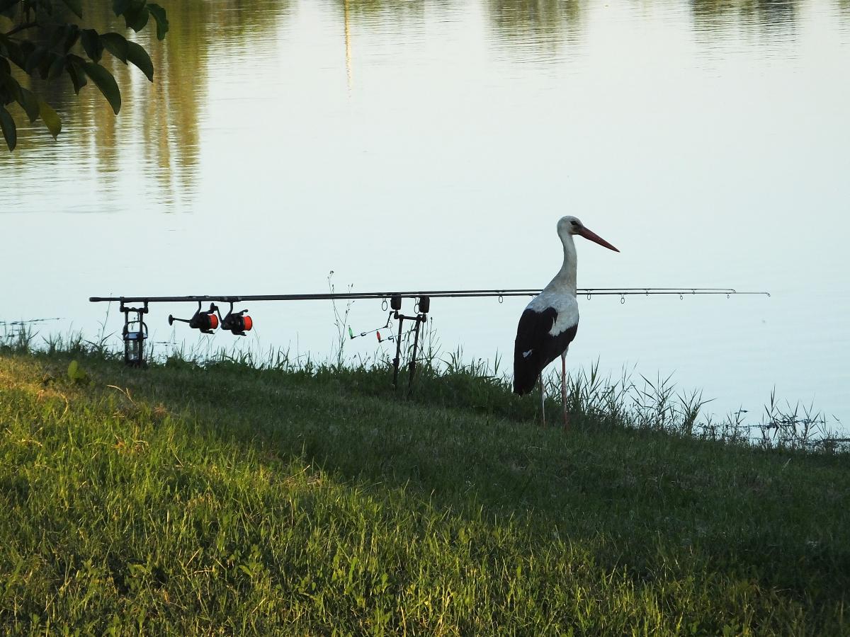 Koncz-Bisztricz Tamás