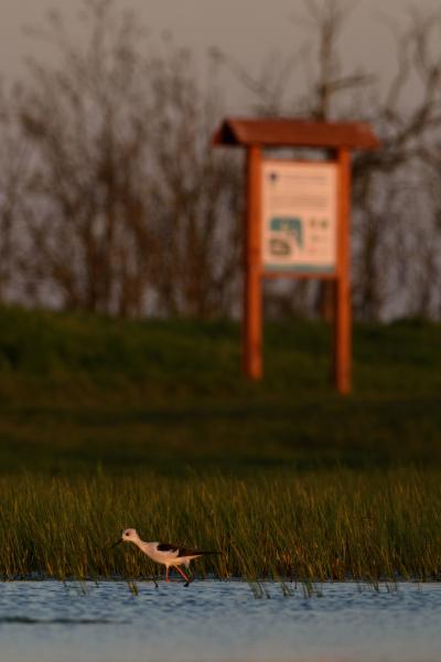 Gólyatöcs tanösvény