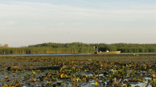Fecskék a Tisza-tavon