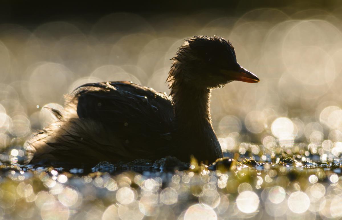 Szakolczai Krisztina