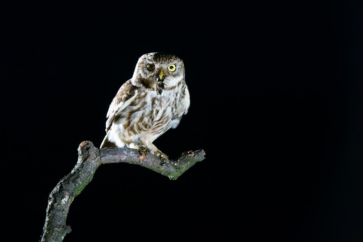 Kalmár Lajos Gábor