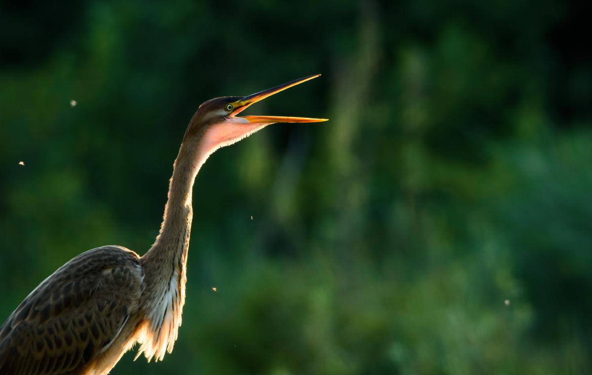 Szakolczai Krisztina