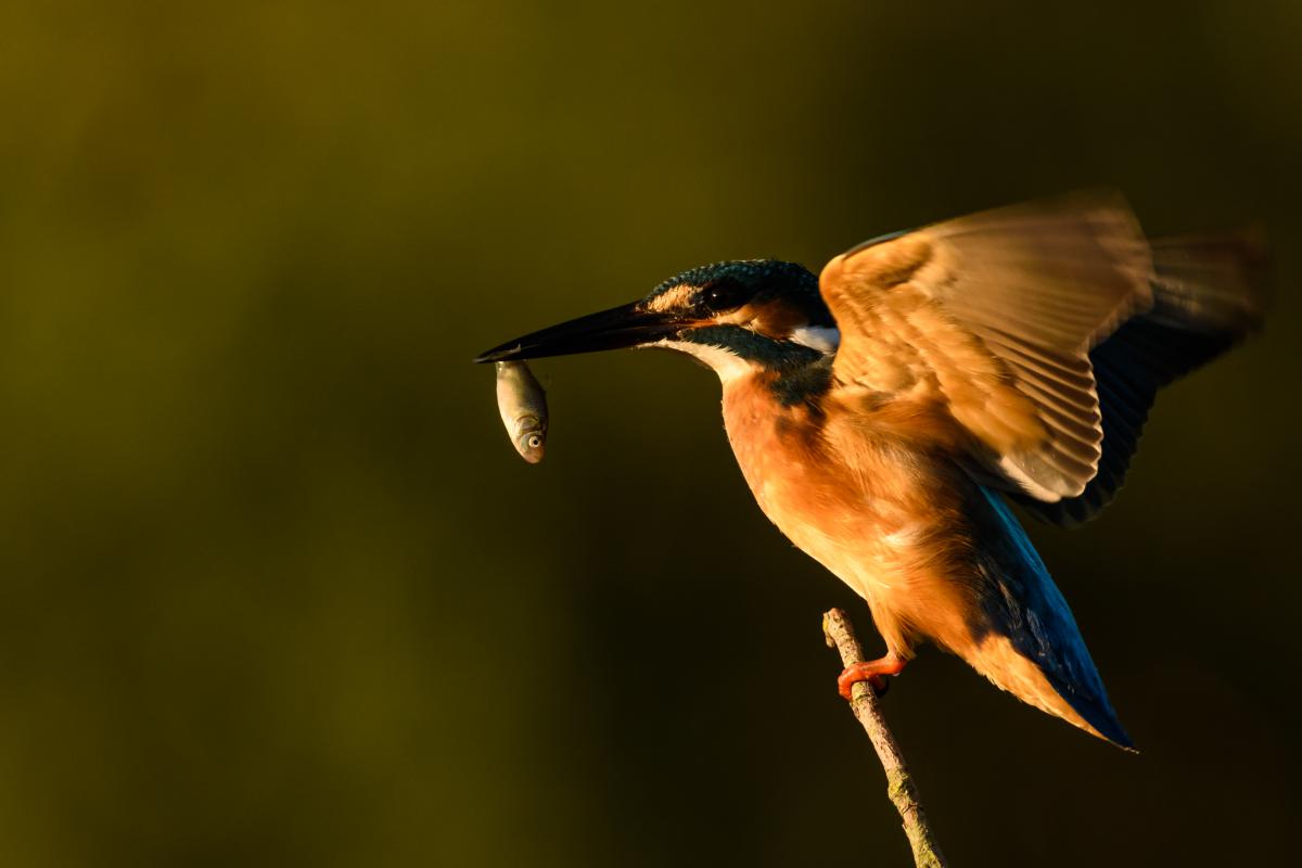Szakolczai Krisztina
