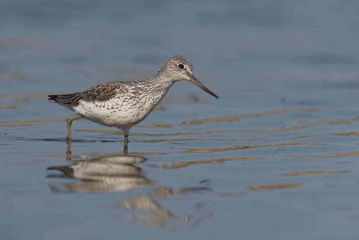 Gaál Zoltán Péter