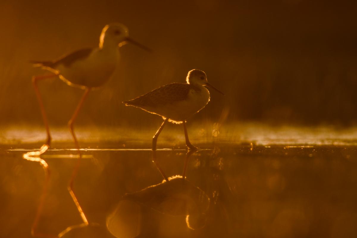 Szakolczai Krisztina