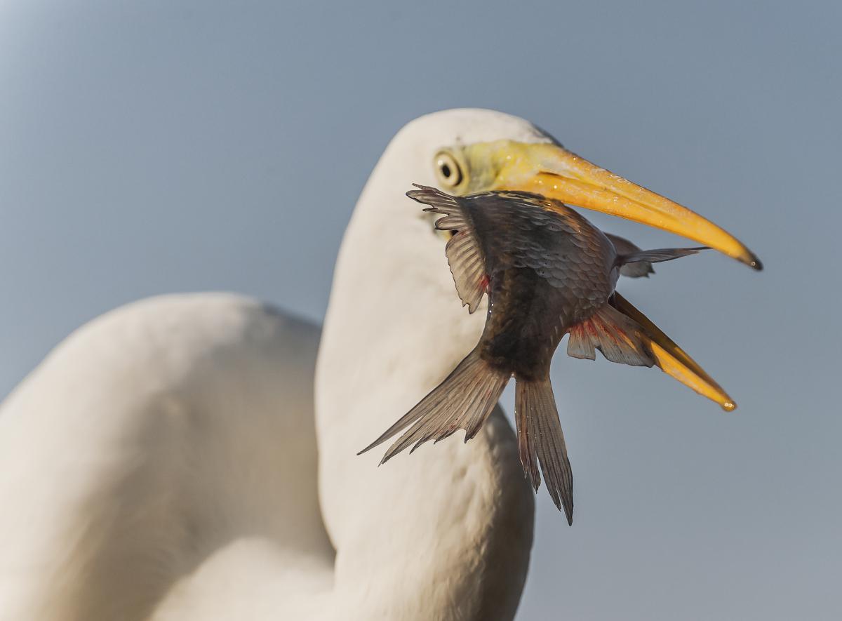 Gaál Zoltán Péter