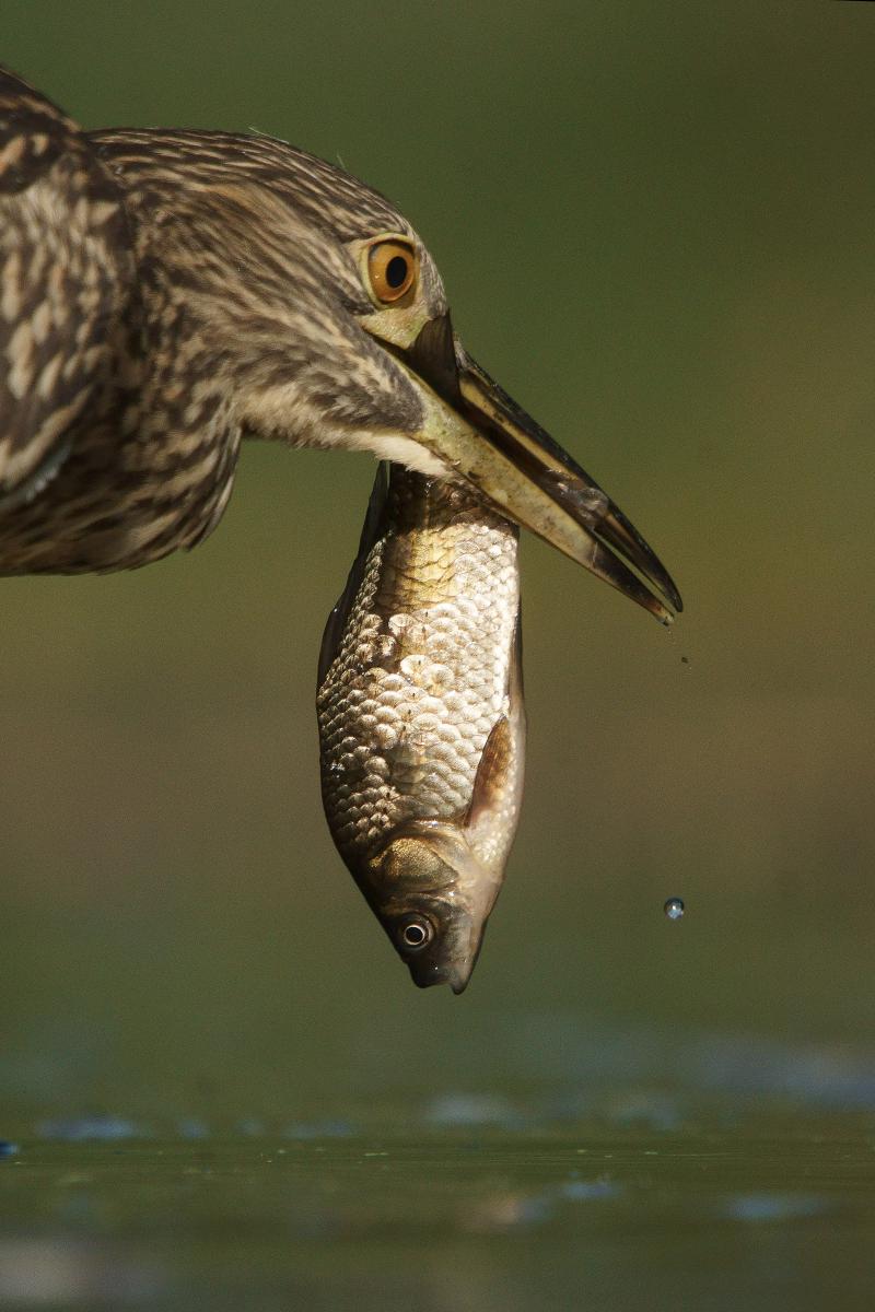 Kalmár Lajos Gábor