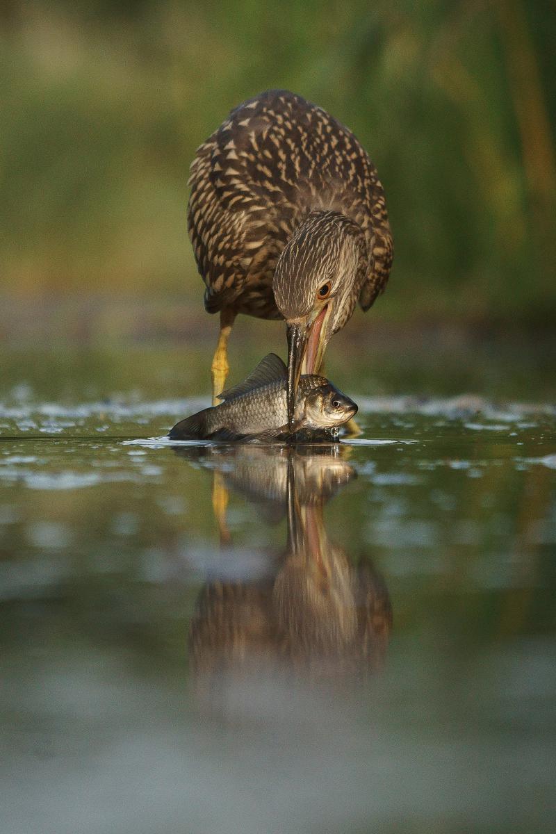 Kalmár Lajos Gábor