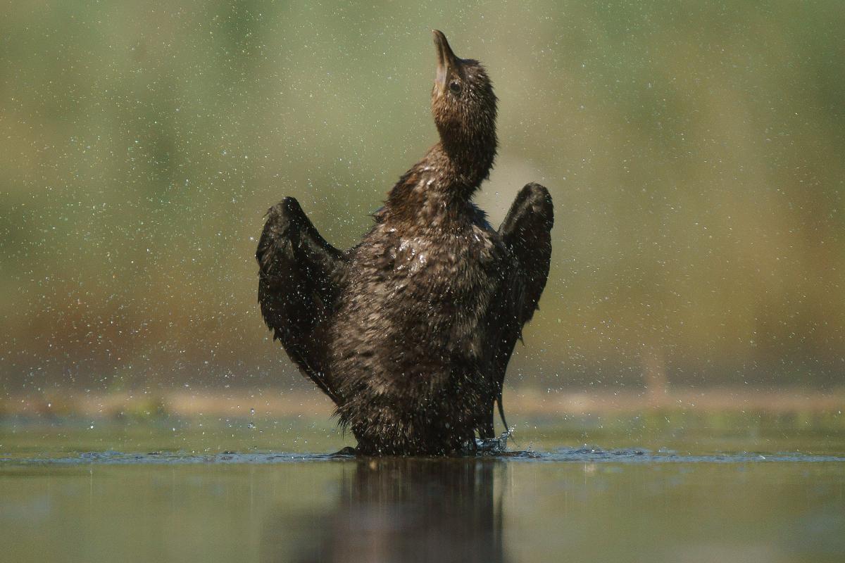 Kalmár Lajos Gábor