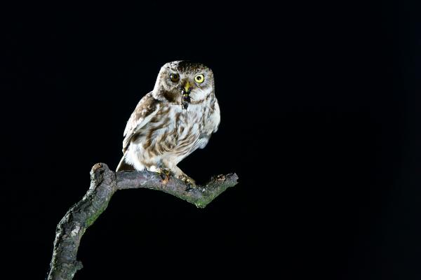 Szarvasbogár lakoma 