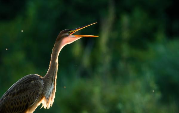 Torokátvilágítás