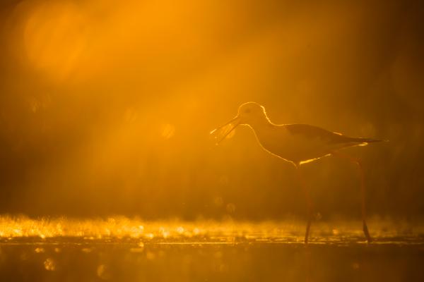 Gólyatöcs aranyban