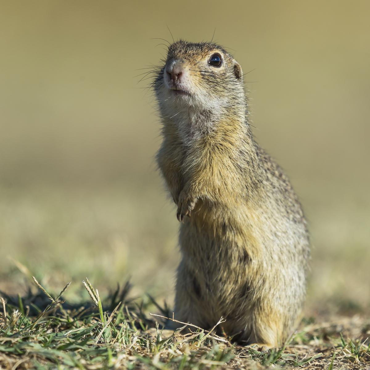Gaál Zoltán Péter