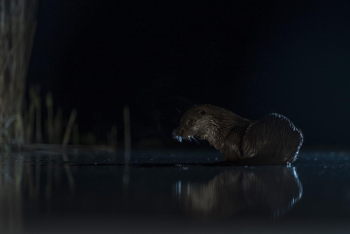 Gaál Zoltán Péter