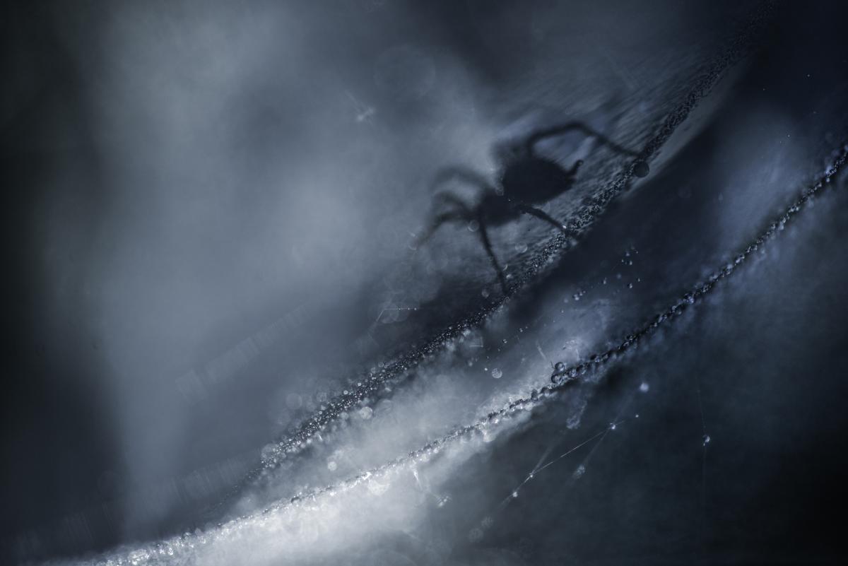 Darányiné Bakos Éva