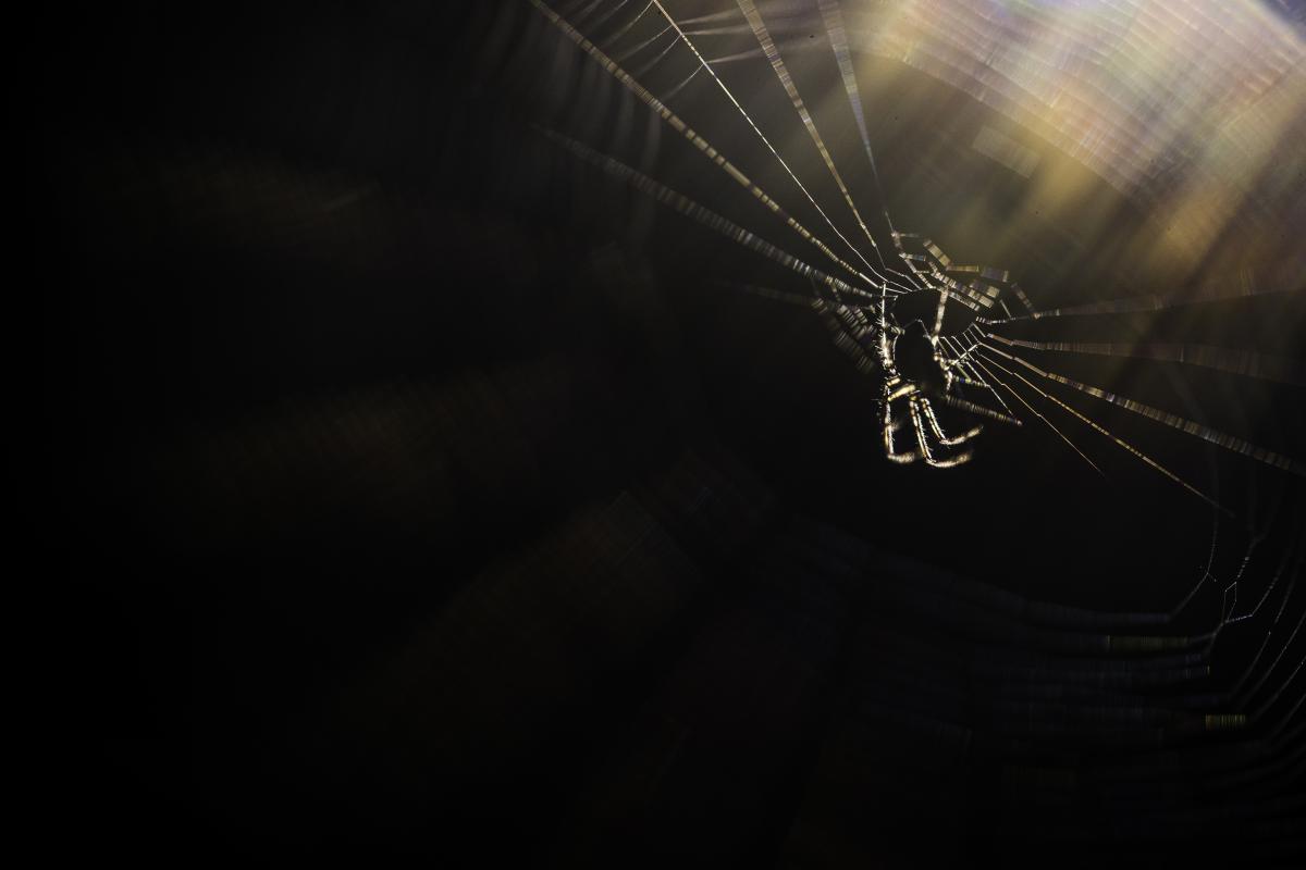 Darányiné Bakos Éva