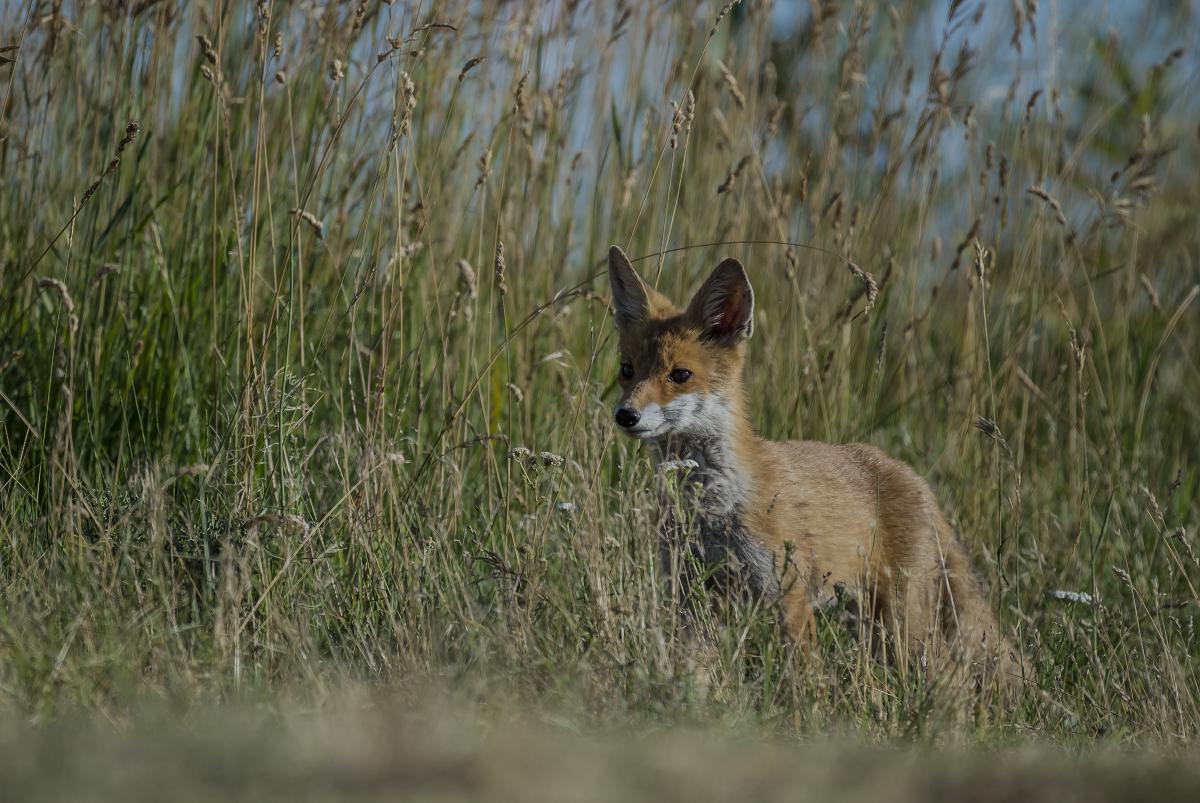 Gaál Zoltán Péter