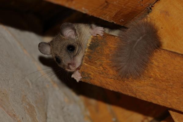Menedékház kedves lakója
