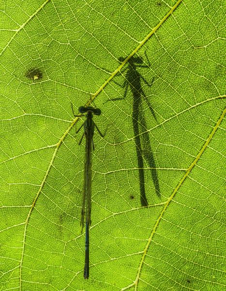 A levél két oldalán