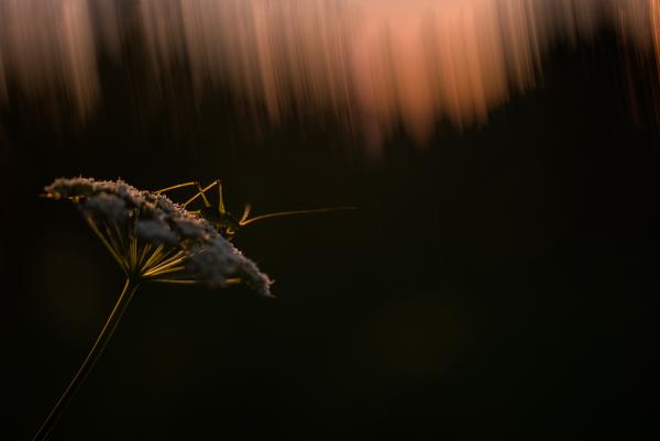 Különös időket élünk